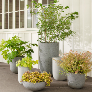 Chậu tròn trung bộ - Combo 3